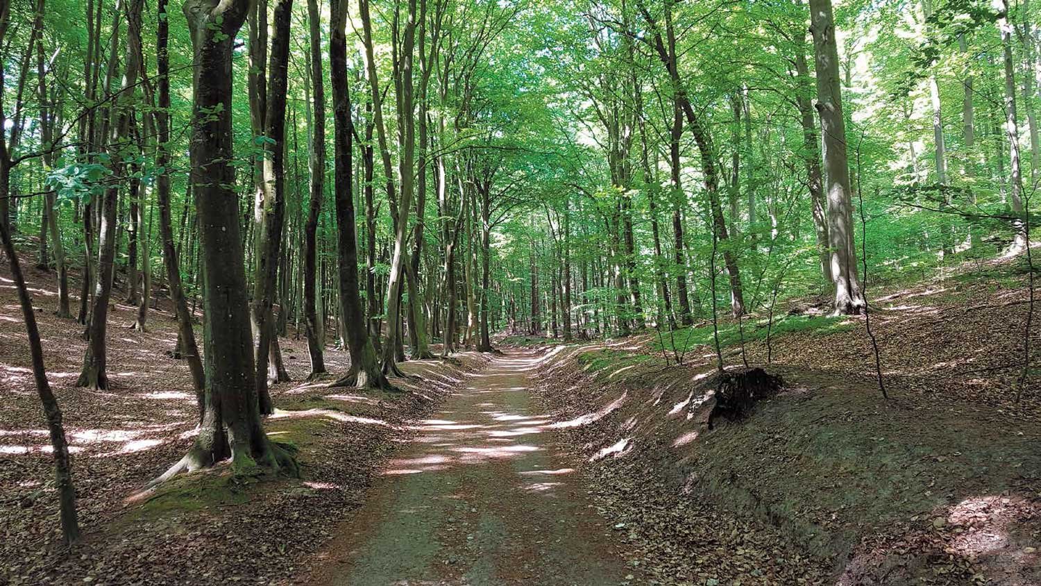 Forest-Trail